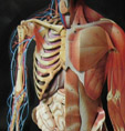 Human body with skeletal view